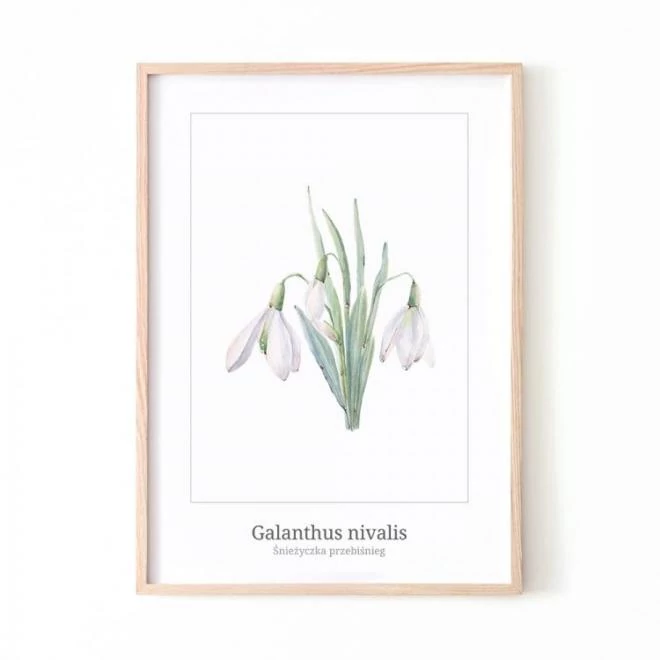 Minimalista poszter hóvirág motívummal